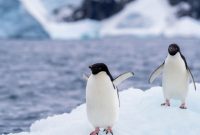 Africa Loses Penguins?