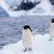 Africa Loses Penguins?