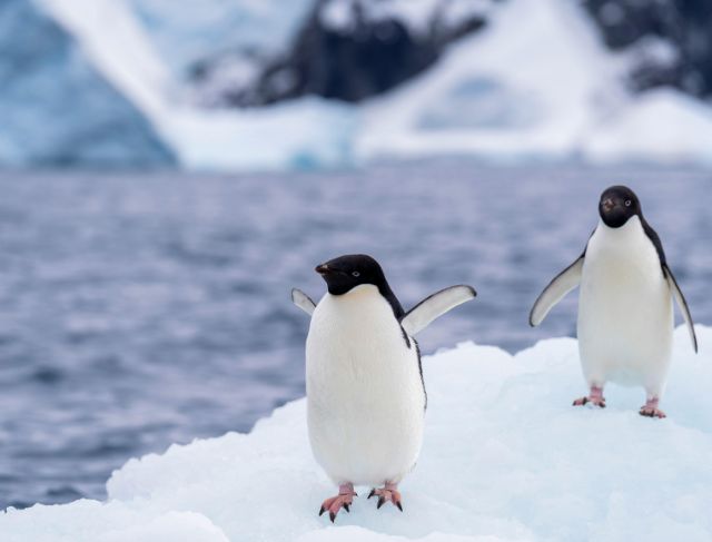 Africa Loses Penguins?