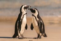 Cape Town Penguins, The Amazing Wildlife Experience You Shouldn't Miss Cape Town Penguins, The Amazing Wildlife Experience You Shouldn't Miss