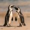 Cape Town Penguins, The Amazing Wildlife Experience You Shouldn't Miss