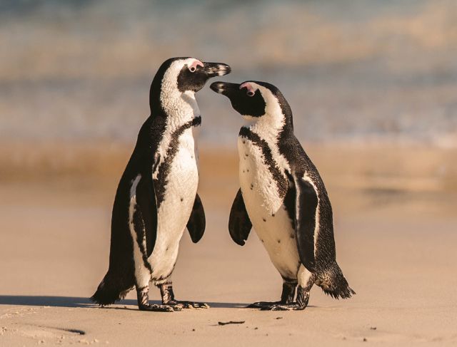 Cape Town Penguins, The Amazing Wildlife Experience You Shouldn't Miss